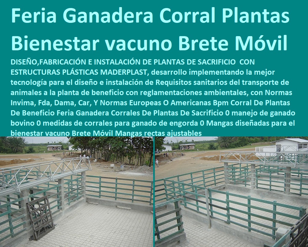 Corral De Plantas De Beneficio Feria Ganadera Corrales De Plantas De Sacrificio 0 manejo de ganado bovino 0 medidas de corrales para ganado de engorda 0 Mangas diseñadas para el bienestar vacuno Brete Móvil Mangas rectas ajustables Corral De Plantas De Beneficio Feria Ganadera Corrales De Plantas De Sacrificio 0 manejo de ganado bovino 0 Baules De Madera Plástica Maderplast 0, cajas organizadoras plasticas grandes 0, cajas organizadoras en tela 0, venta de baúles 0, cajas plasticas organizadoras medidas de corrales para ganado de engorda 0 Mangas diseñadas para el bienestar vacuno Brete Móvil Mangas rectas ajustables